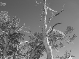 2006 02-Lake Tahoe BW Scenery 1
